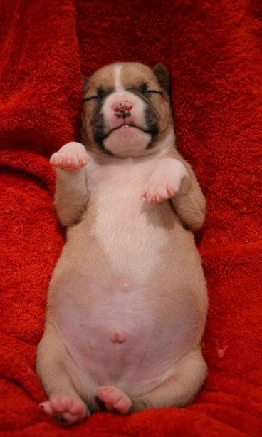 Koiranpentu roskiksesta