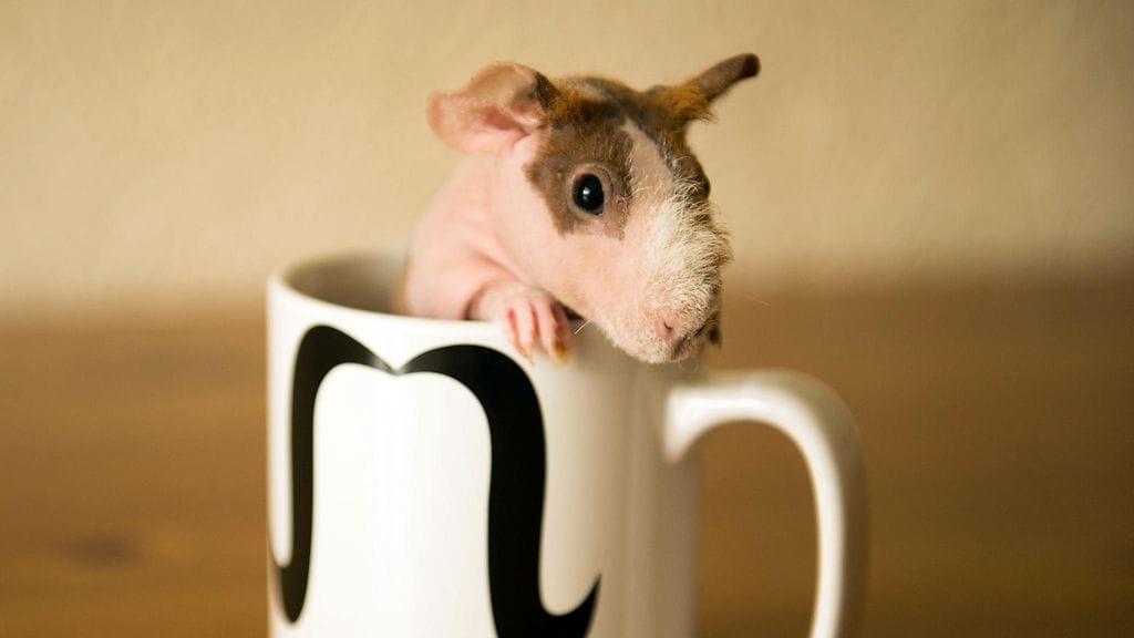 Honey-niminen nakumarsu.