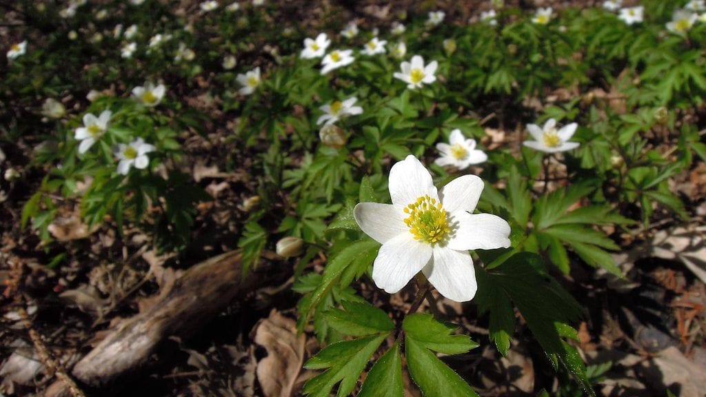 Valkovuokot kukkivat mättäänä Vantaalla keväisessä lämmössä pääsiäispäivänä 20. huhtikuuta 2014.