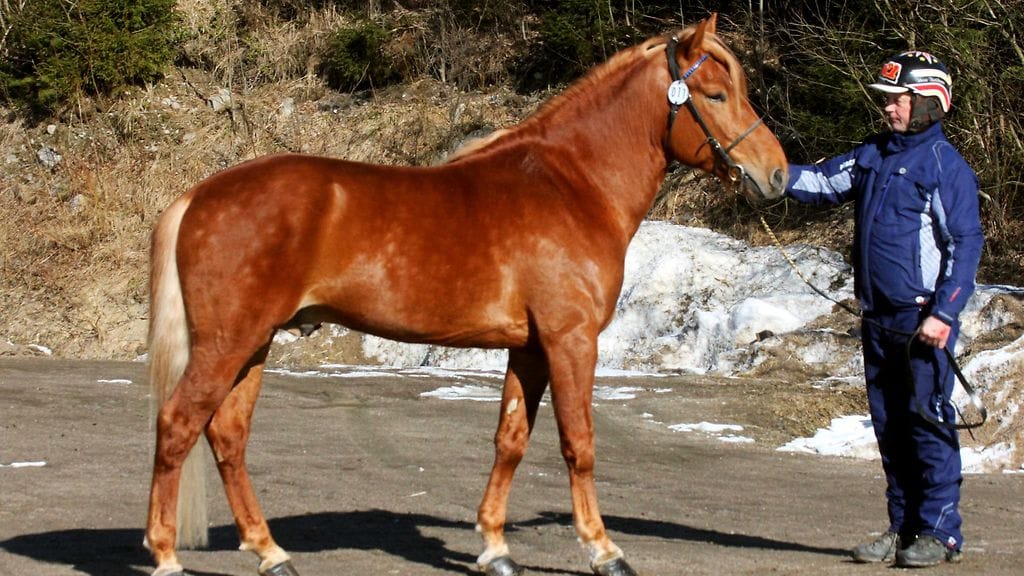 Vapperi on valmis jatkamaan lupaavasti alkanutta uraansa pitkän tauon jälkeen.