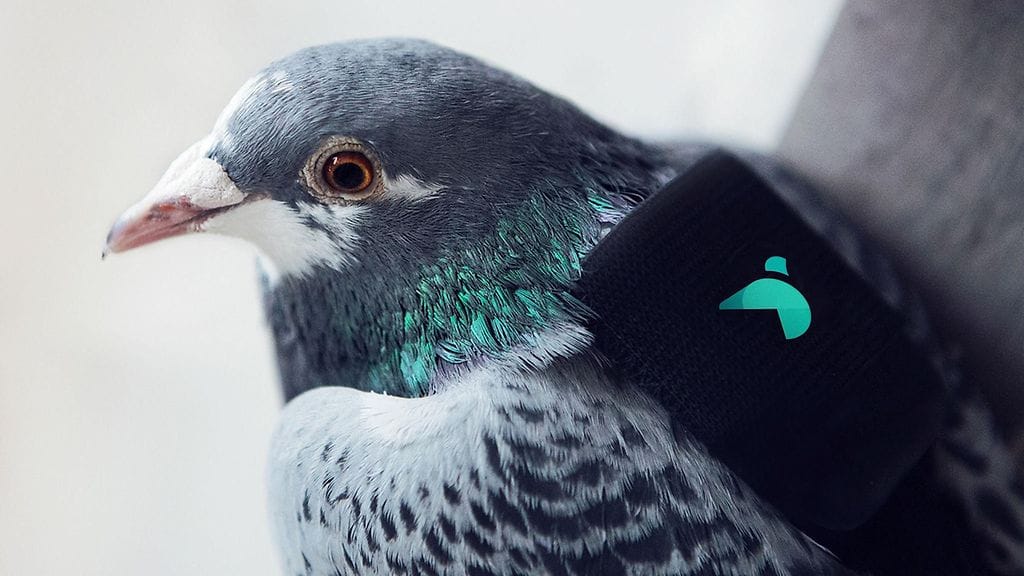 “Digipulu” auttaa mittaamaan saasteen määrää ilmassa ranskalaisen start up -yrityksen kehittämän anturin avulla. 10 kyyhkystä lennätettiin ilmansaasteilmaisin selässään Lontoon taivaalle 16. maaliskuuta 2016.