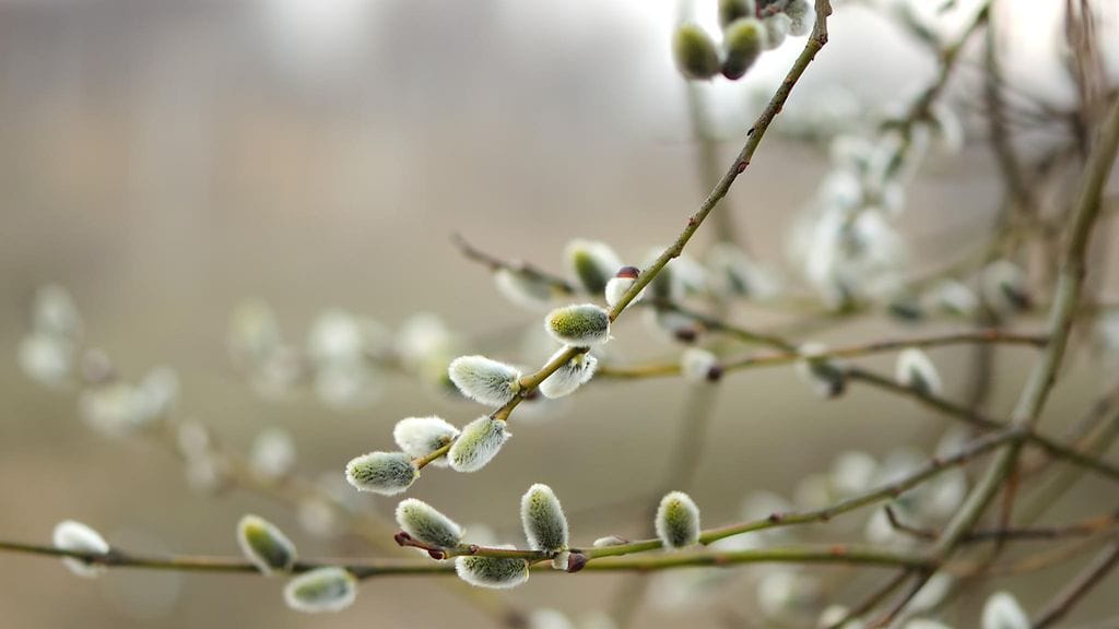 "Pajunkissoja on kerätty perinteisesti sen kummempia lupia kysymättä."