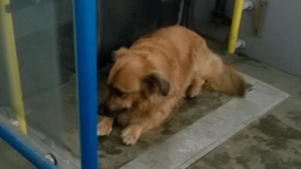 Koira käyttäytyi ruuhkabussissa hyvin rauhallisesti, joten sen täytyy olla tottunut matkaaja. Kuva: Anneli Aaltonen.