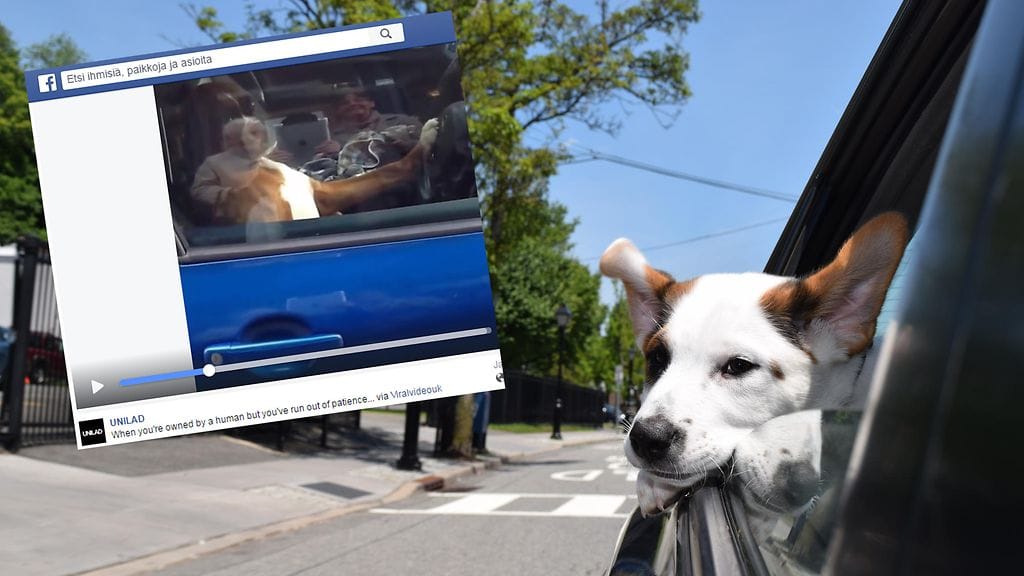 Koira ei enää jaksanut odottaa autossa.