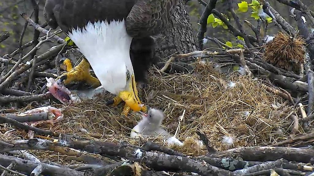 Valkopäämerikotka on Yhdysvaltain kansallislintu.