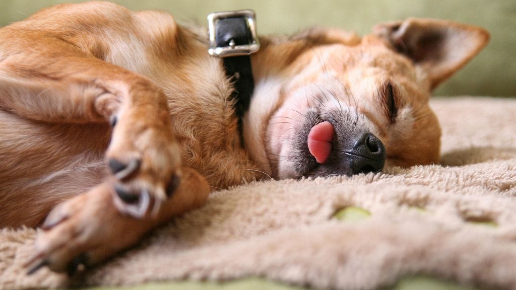 Tutkimukset osoittavat, että koirat voivat ihmisten tavoin nähdä unia.