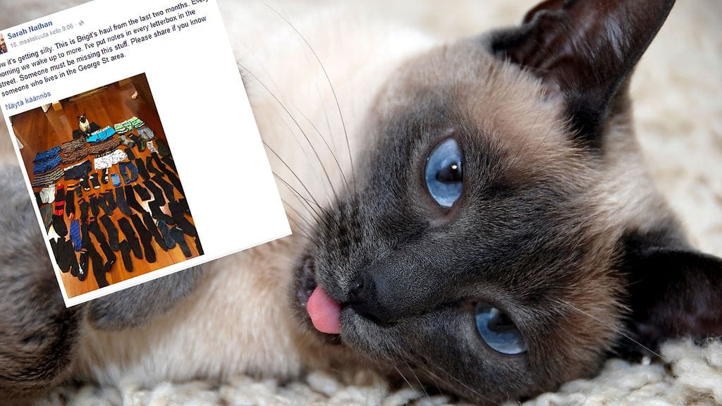 Brigit-kissan kalsarisaalis on vaikuttava. Kuvan kieltä näyttävä kissa ei liity tapaukseen eikä sillä ole vastaavaa rikosrekisteriä.