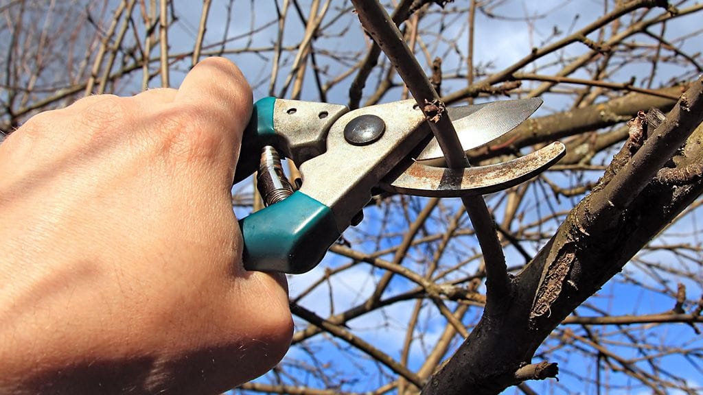 Huonokuntoiset ja kuolleet oksat leikataan aina ensin pois.