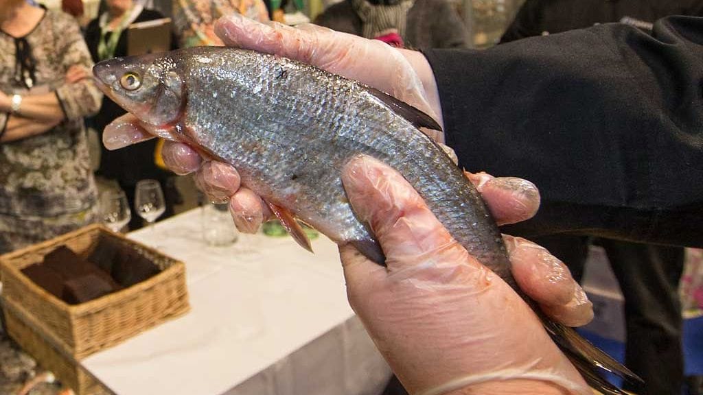 Suomen Osteriakatemian puheenjohtaja Olli Karvonen ja tutkija ja biologi Kari Nyberg esittelivät Gastromessuilla erilaisia lähikaloja ja niiden käsittelyä.