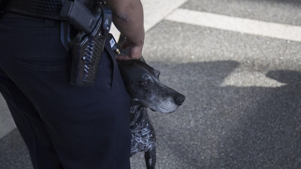 Kuvituskuvassa pommikoira yhdysvaltalaisella lentokentällä.