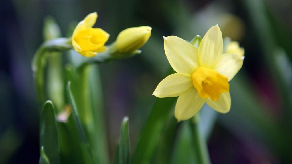 Aamukorvassa, puh. 045 341 0504, päivystetään joka aamu klo 5−9.