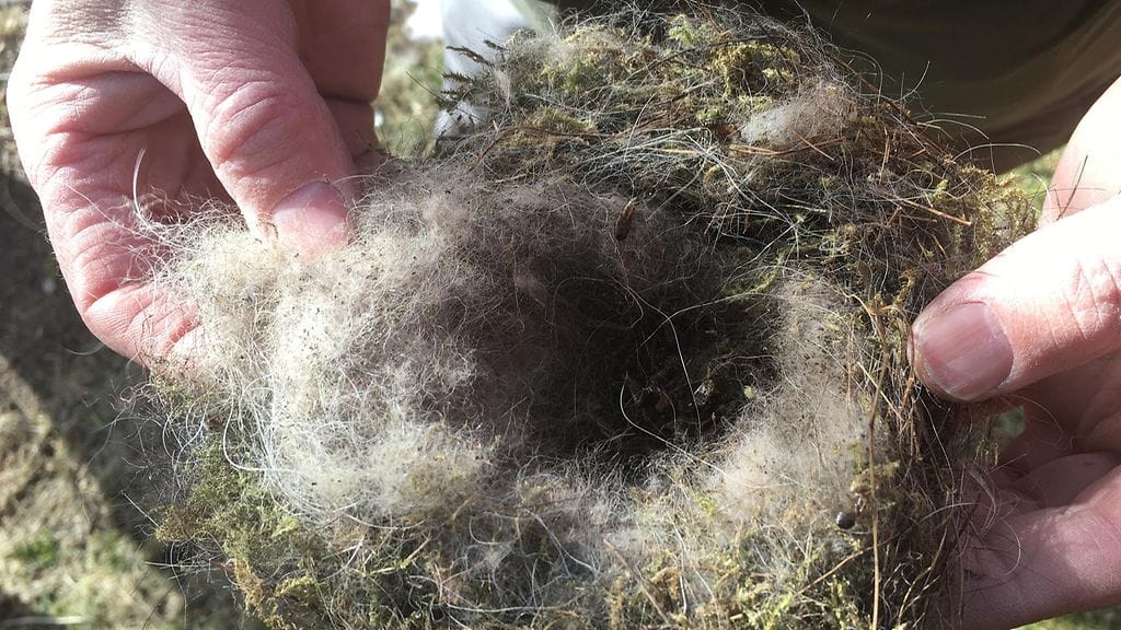 Linnut, linnunpönttö, pönttö, linnunpesä