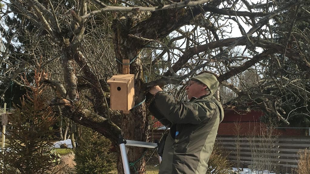 Linnut, linnunpönttö, pönttö, pöntöt, luonto