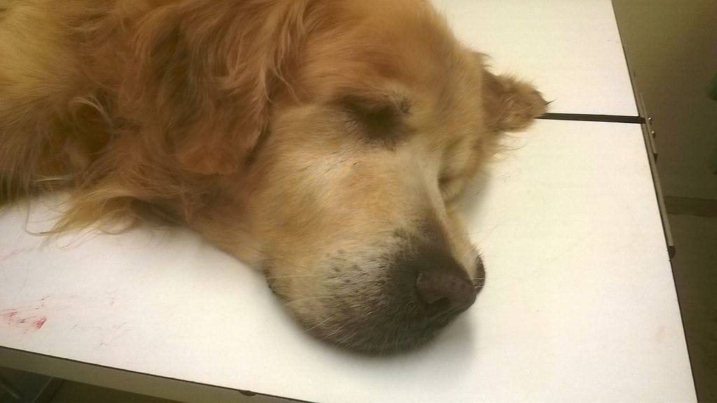 Hugo lähti viimeiselle matkalleen omistajansa syntymäpäivänä.