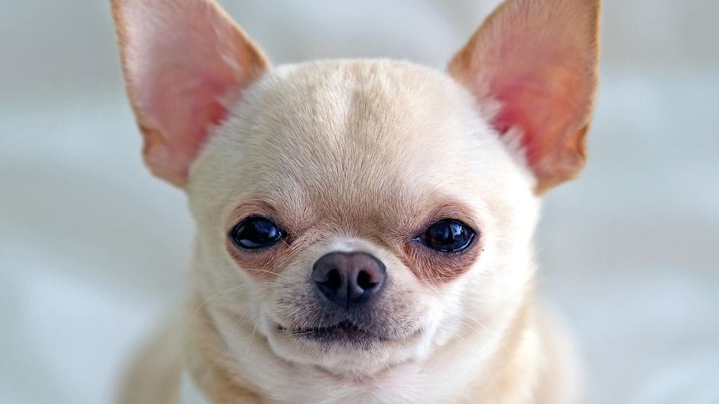 Useimmat koirat tuplaavat kokonsa elämän ensimmäisen viikon aikana.