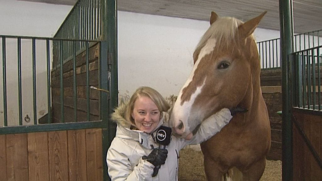 Ivan poliisihevonen ratsupoliisi