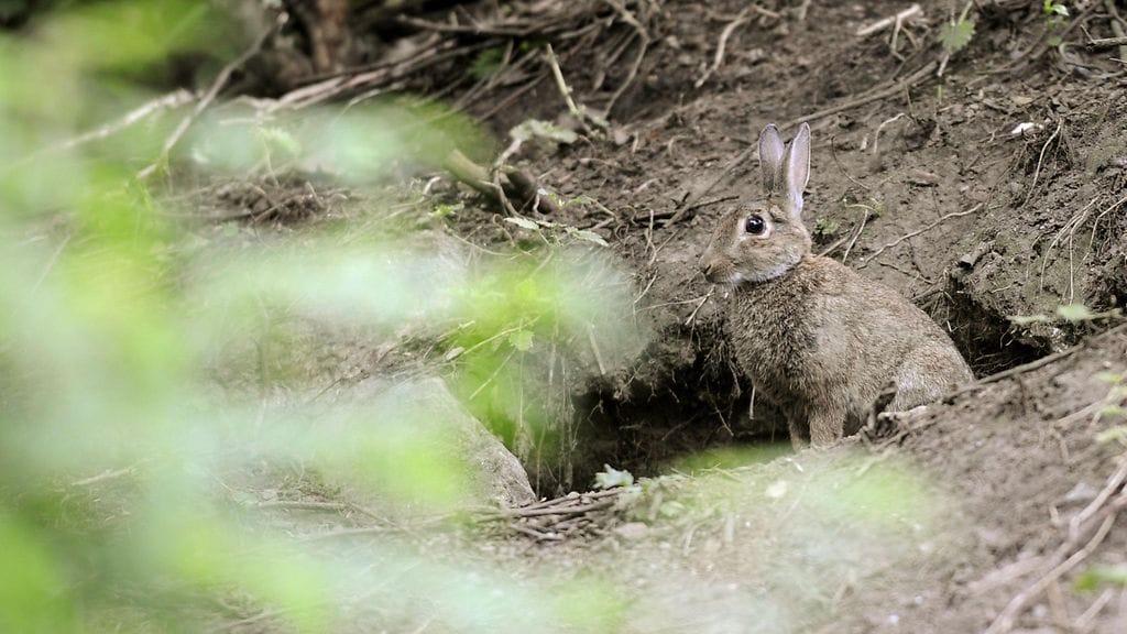 Kuvituskuvana suomalainen villikani.
