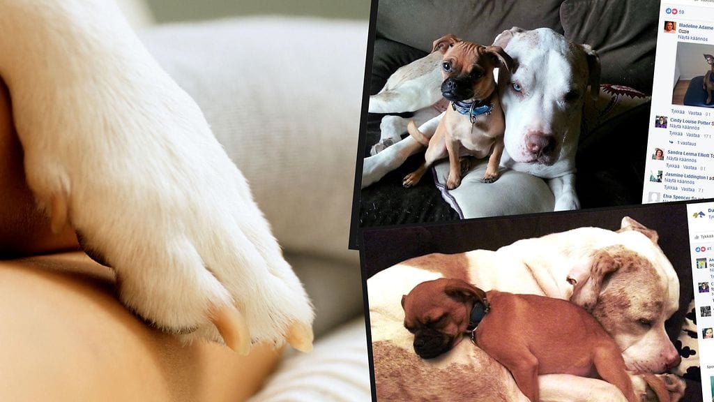 Kuvituskuva ja kuvakaappaus Facebookista.