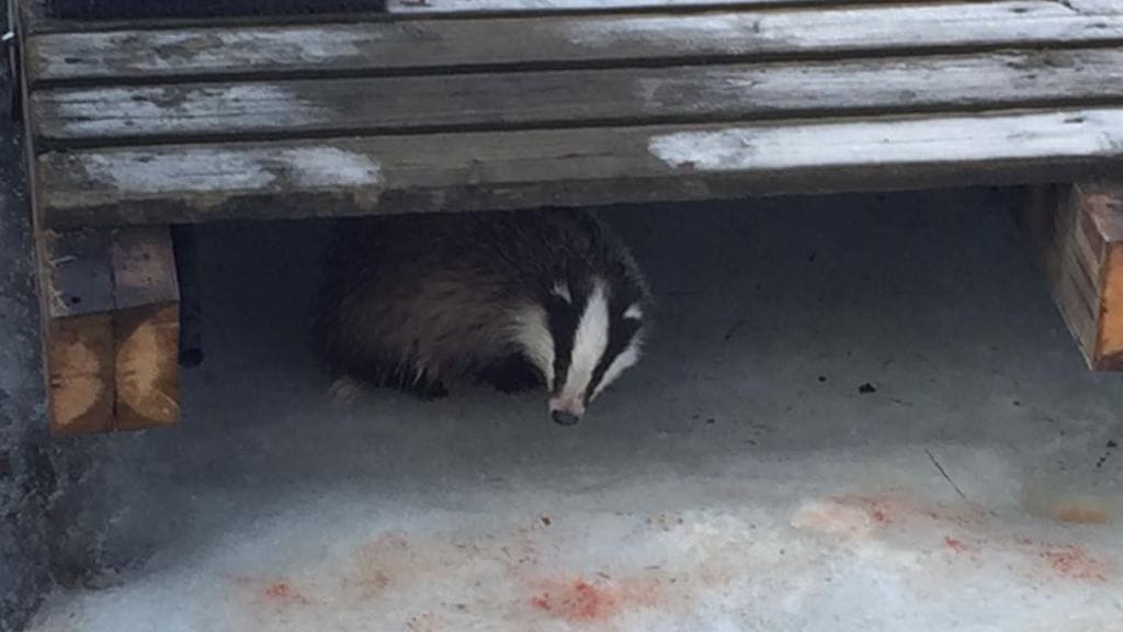 Verta vuotava mäyrä aiheutti hämmennystä pääsiäismaanantaina Vuosaaressa.