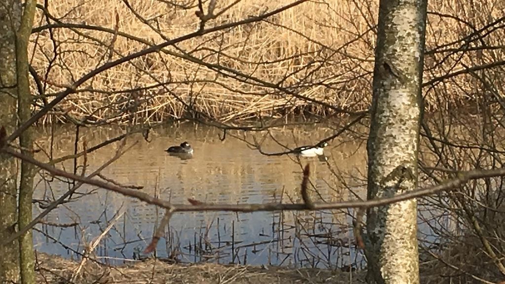 telkät, telkkä, kevätmuutto, linnut