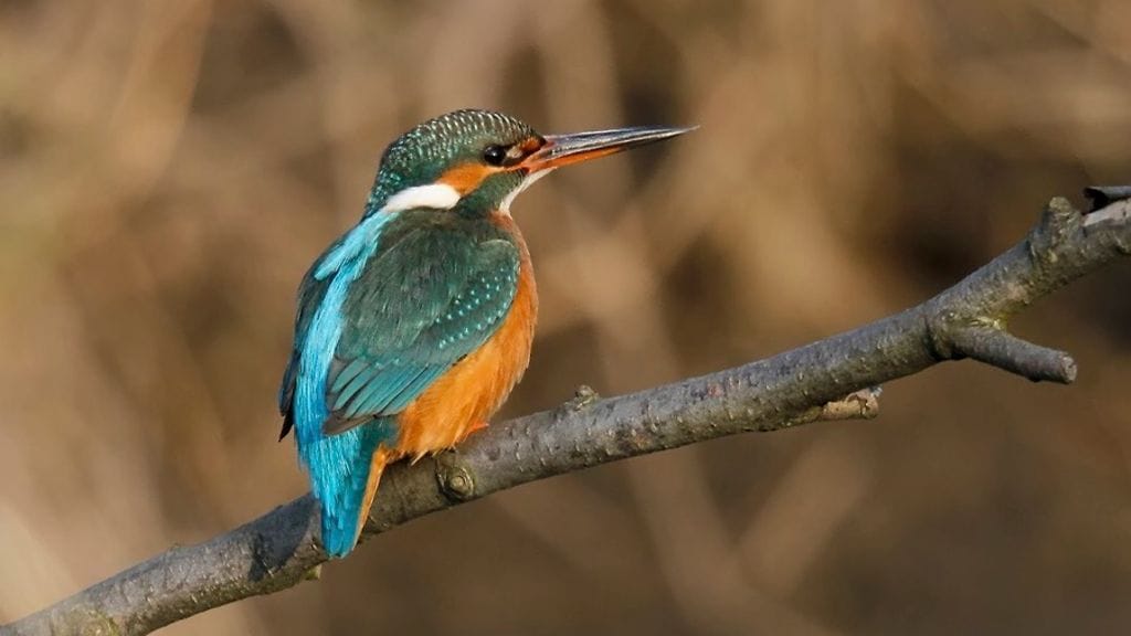 Pekka Komi kuvasi kuningaskalastajan tänään Helsingin Haagassa.