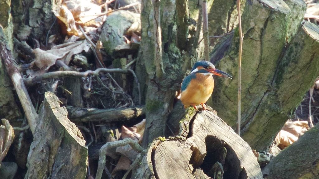 kuningaskalastaja, linnut, bongaus