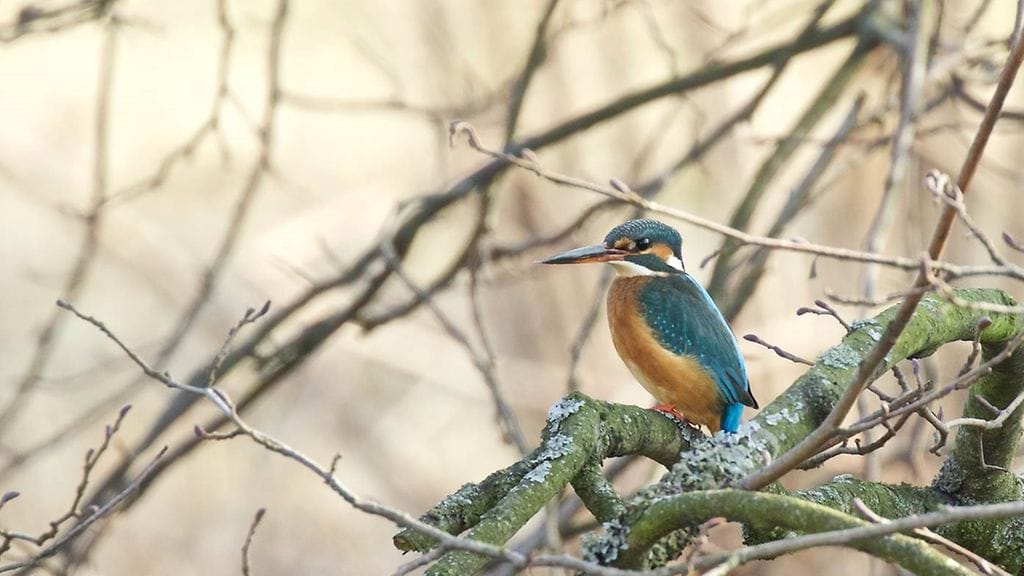 Kuningaskalastaja, linnut, bongaus, uhanalaiset