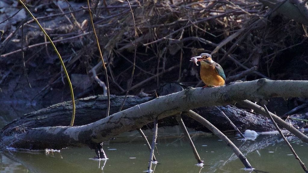 kuningaskalastaja, kala, linnut