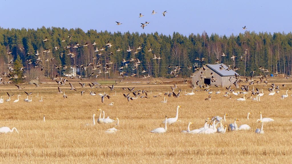 Lintuja 28. maaliskuuta 2016 Söderfjärdenin peltoaukealla Vaasan seudulla. Kuva: Matti Hietala