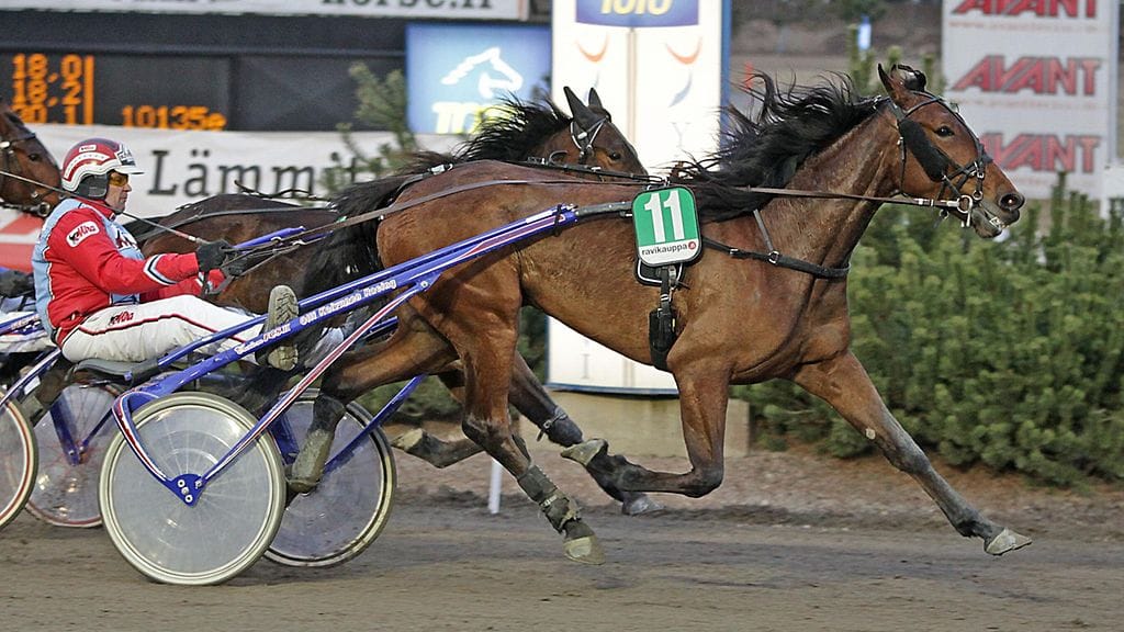 Lady Javiera ja Harri Koivunen ovat saavuttaneet Teivon raveista kolmella yrityksellä kaksi voittoa ja yhden kolmossijan.