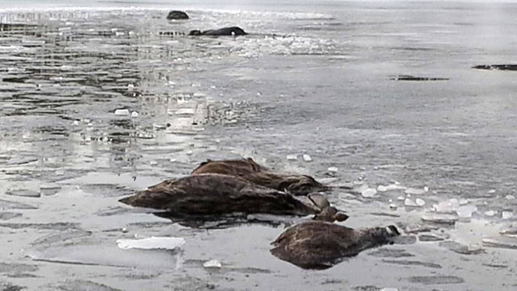 Hukkuneet hirvet huomasi ensimmäisenä iltakävelyllä olleen paikallisen asukkaan Teuvo Ahosen vaimo.