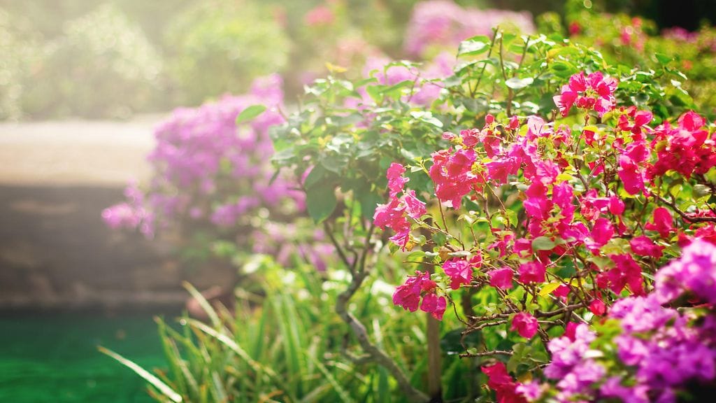 Millaisia ovat ihanimman puutarhan kasvit?