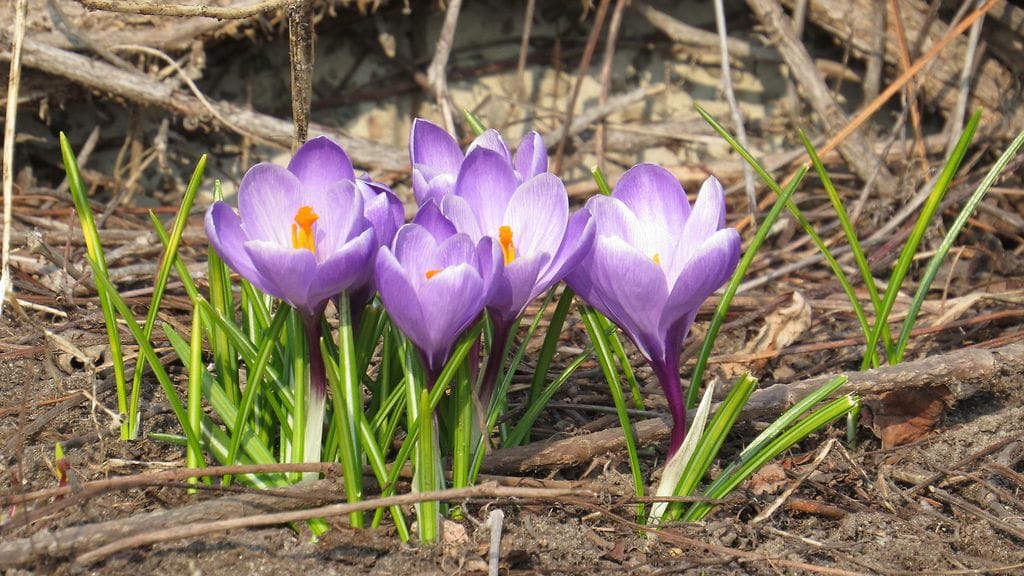 Kuukauden ylin lämpötila 17,4 astetta mitattiin 27. maaliskuuta Ahvenanmaan Jomalassa. Kuva: Kalevi Elmala.