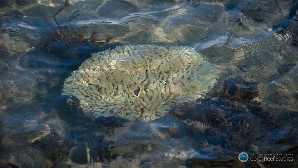 Iso valliriutta on noin 2 300 kilometrin pituinen riuttojen ketju Australian pohjois- ja itärannikolla.