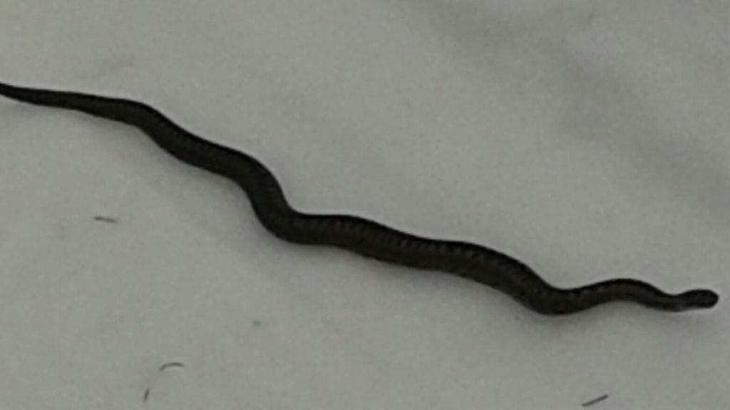 LUKIJAN KUVA Käärme kyy 2