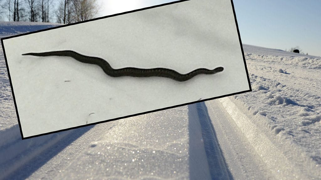 Lauri Keskitalo nappasi kuvan kyystä, joka luikerteli häntä vastaan tiistaina Kemissä.