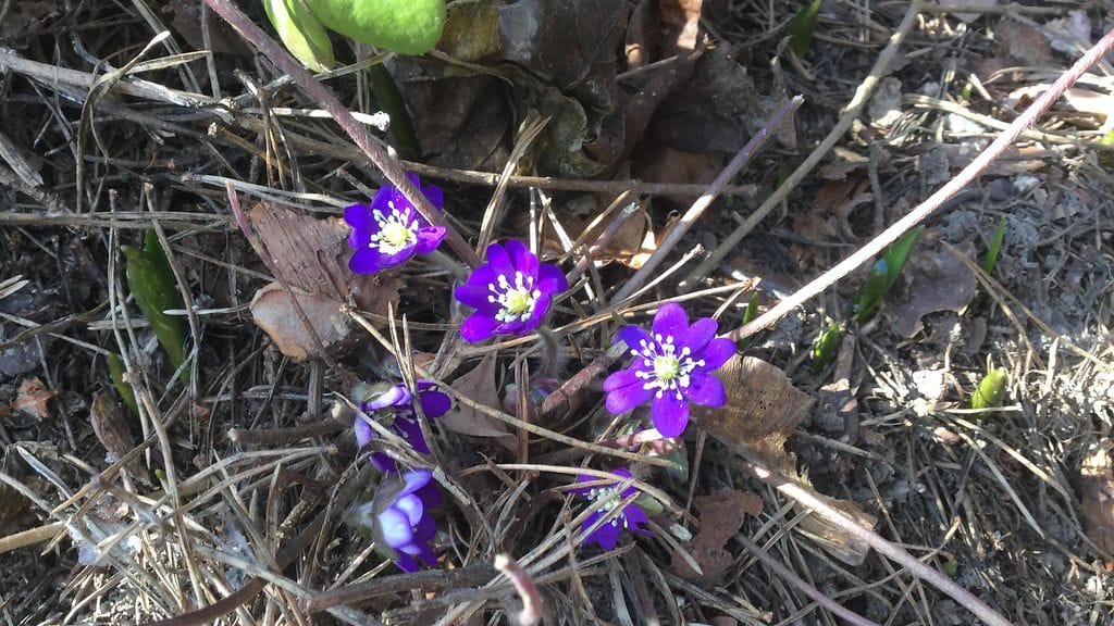 Sinivuokkoja Espoossa 29. maaliskuuta 2016. Kuva: Elise Helenius