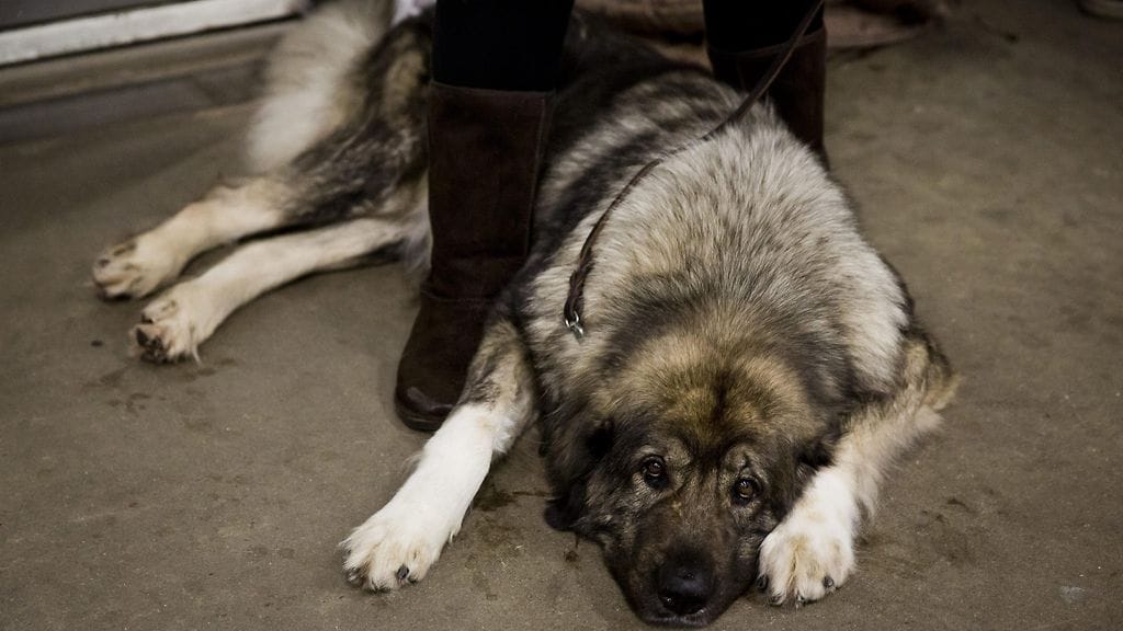 Poliisi yritti houkutella irrallaan juosseita koiria poliisiauton takatilaan. Yritys epäonnistui ja kaukasianpaimenkoira puri poliisia ranteesta. Kuvituskuva kaukasianpaimenkoirasta.