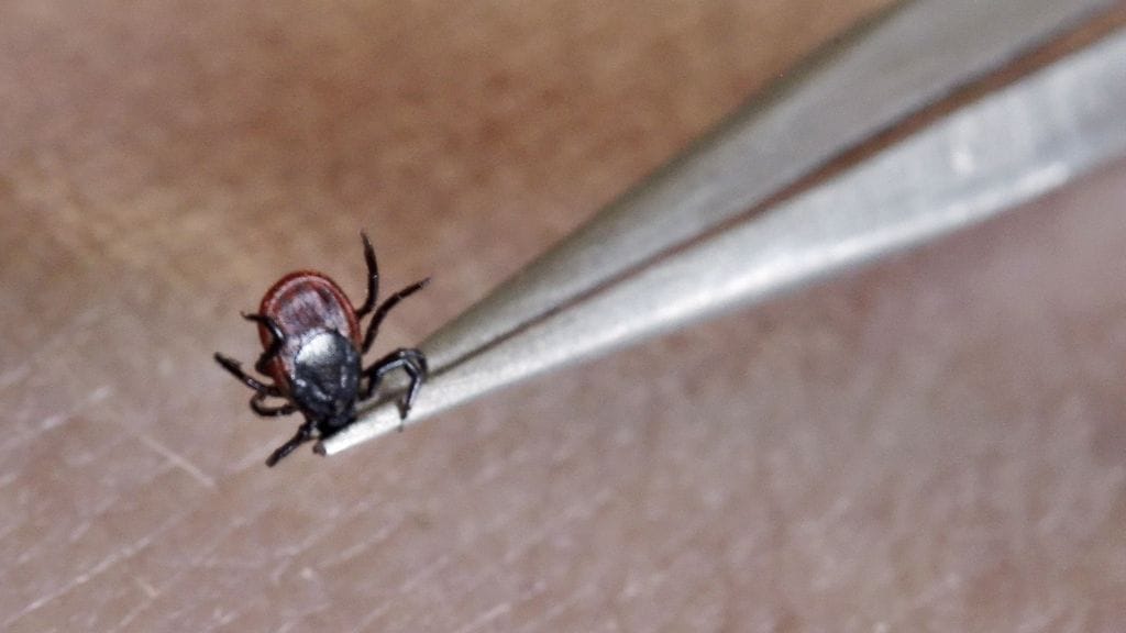 Punkkikannat ovat kasvaneet vuosituhannen alusta lähtien.