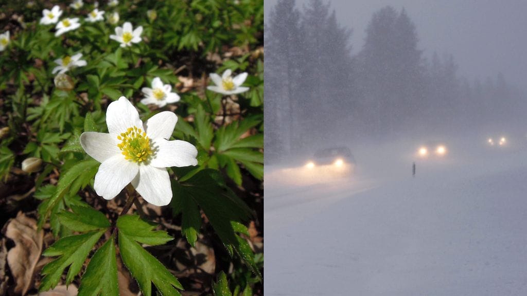 Huomenna saadaan lämpöä, mutta myös lumisateita.