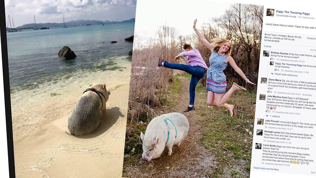 Yli satakiloinen Ziggy-sika kulkee omistajiensa mukana minne tahansa he menevätkin.