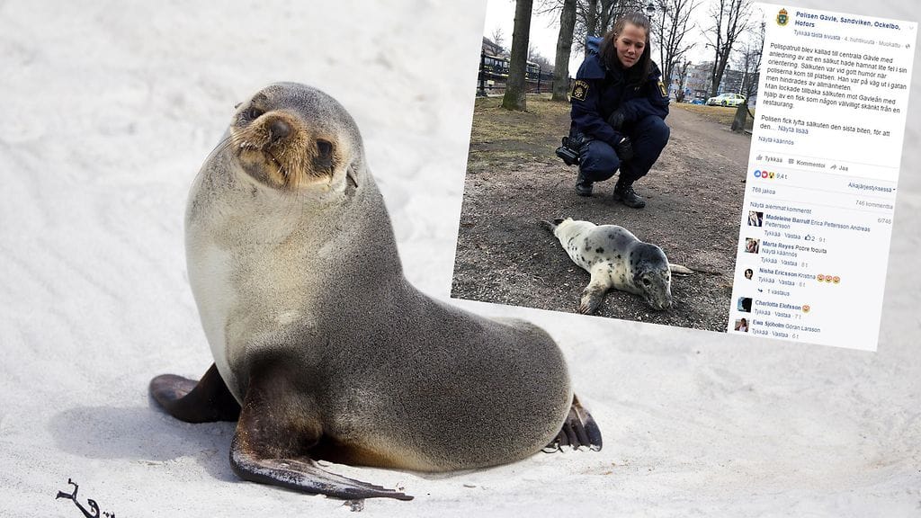 Ruotsin poliisi joutui erikoisen tehtävän eteen, kun pieni hylkeenpoikanen oli eksynyt kadulle.