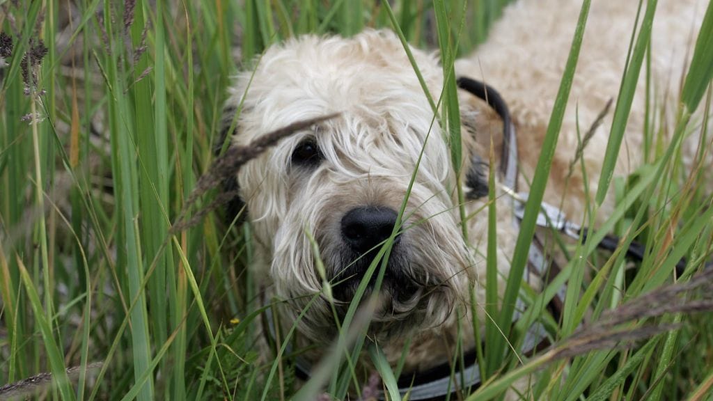 Punkit viihtyvät esimerkiksi heinikoissa.