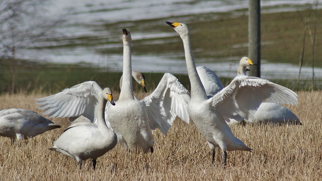 Joutsenia Jämsässä 29. maaliskuuta 2016. Kuva: Maarit Siitonen