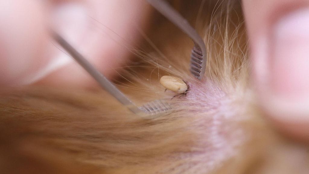 Punkki koiran iholla.