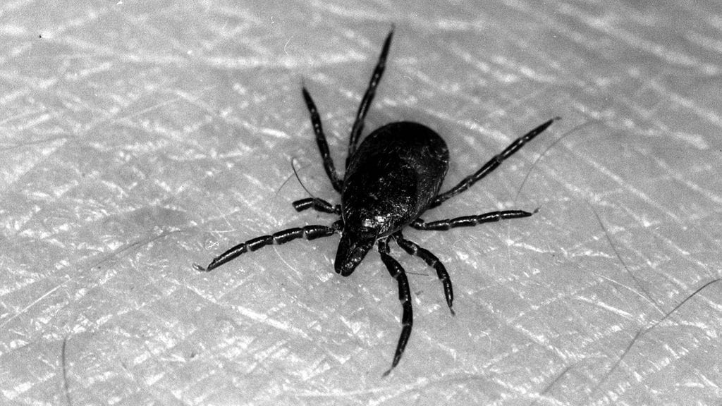 Punkki ravitsee itseään verellä.