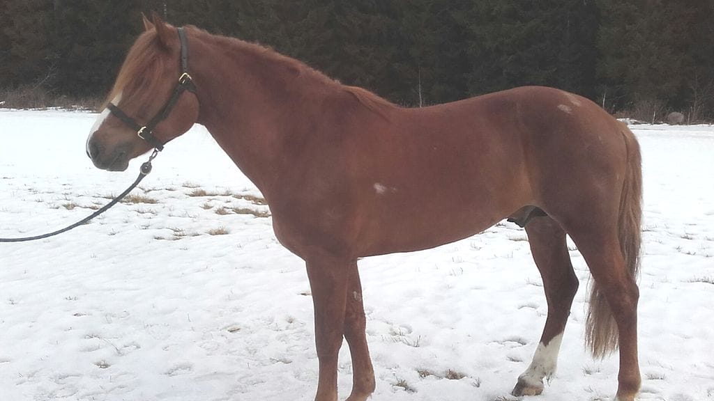 Kihisee on urallaan tienannut yli 47 000 euroa.