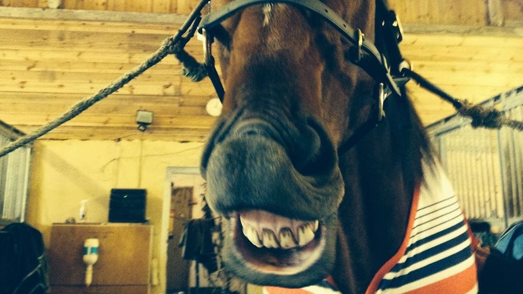 Pitch Command näytti tänään vastustajilleen pitkää nenää.