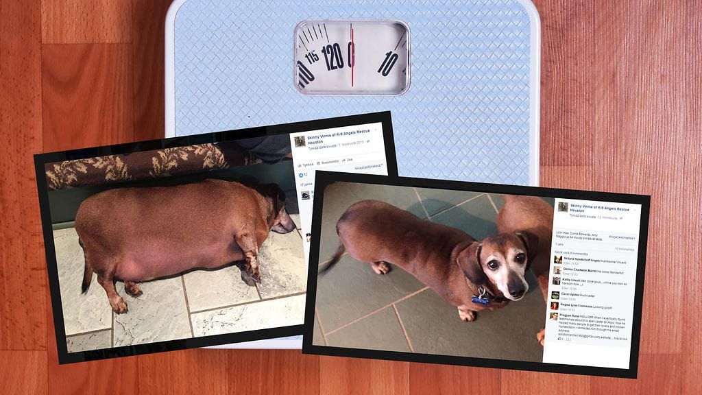 Ylipainoinen mäyräkoira sai löytöeläinkodin henkilökunnan ansiosta mahdollisuuden uuteen elämään.