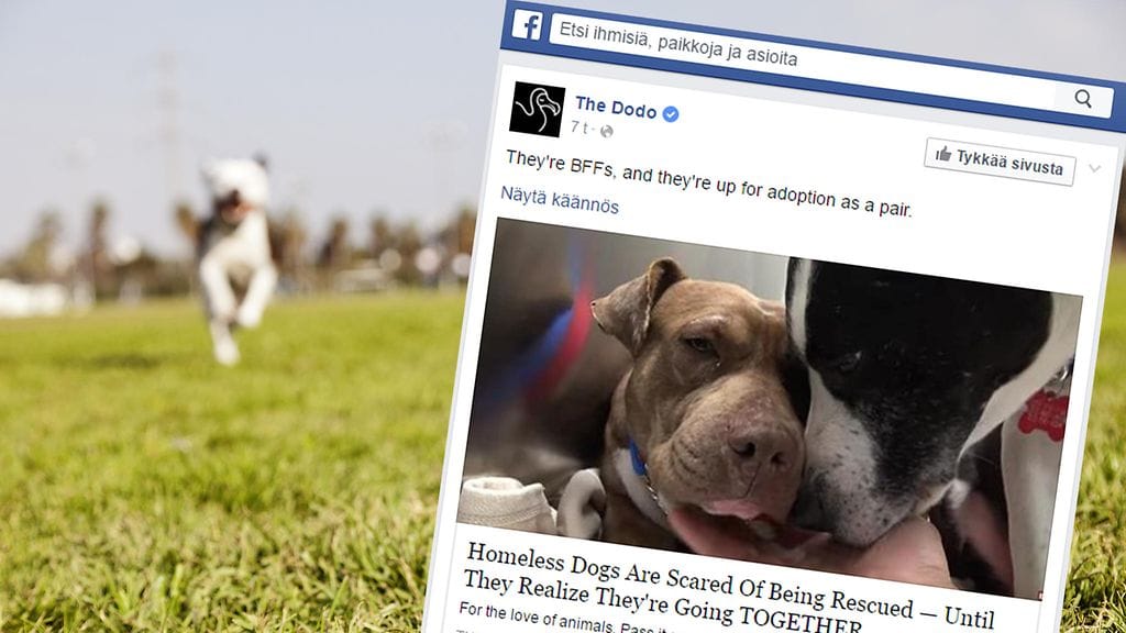 Koirakaverukset etsivät rakastavaa kotia yhdessä.